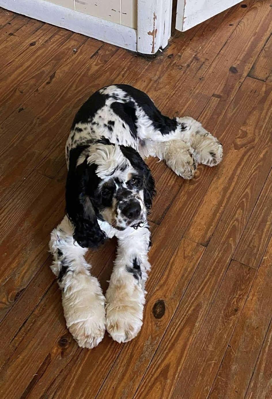 Enlarge Coalter, a Adopted Cocker Spaniel in Richmond, KY image 2/4