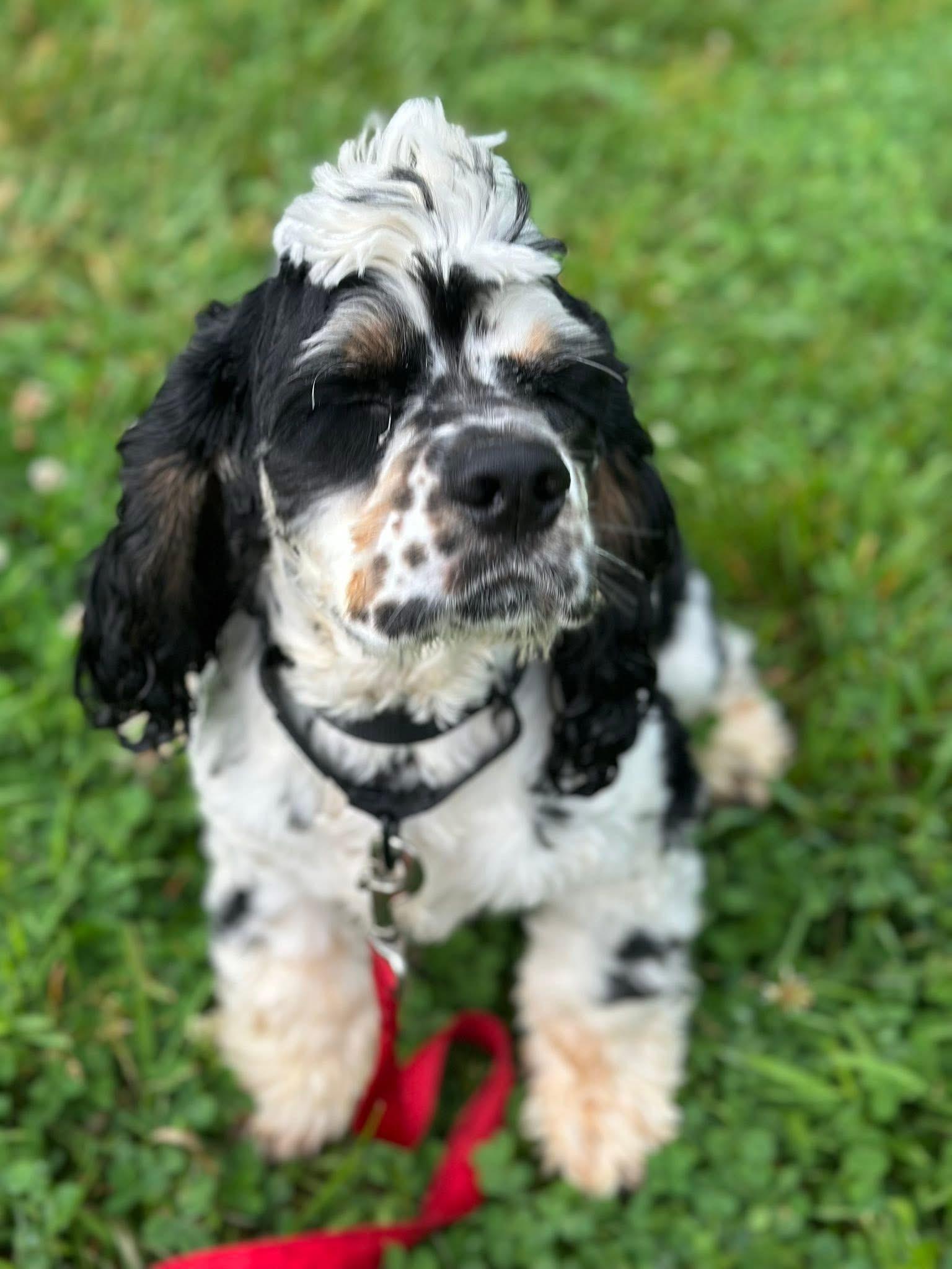 Enlarge Coalter, a Adopted Cocker Spaniel in Richmond, KY image 3/4