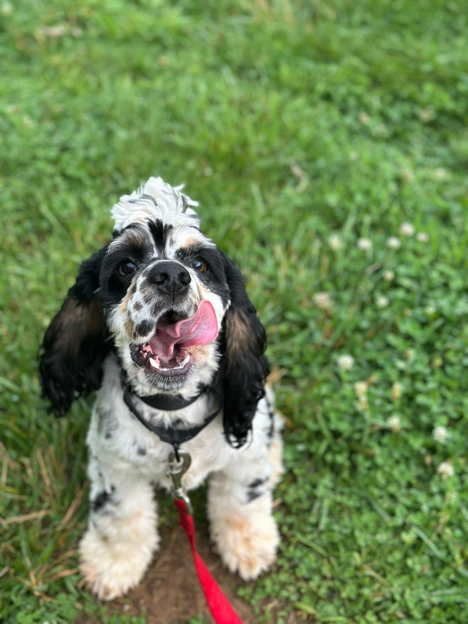 Enlarge Coalter, a Adopted Cocker Spaniel in Richmond, KY image 4/4