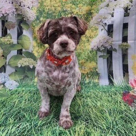 Daisy, ADOPTABLE, Young Female Shih Tzu.