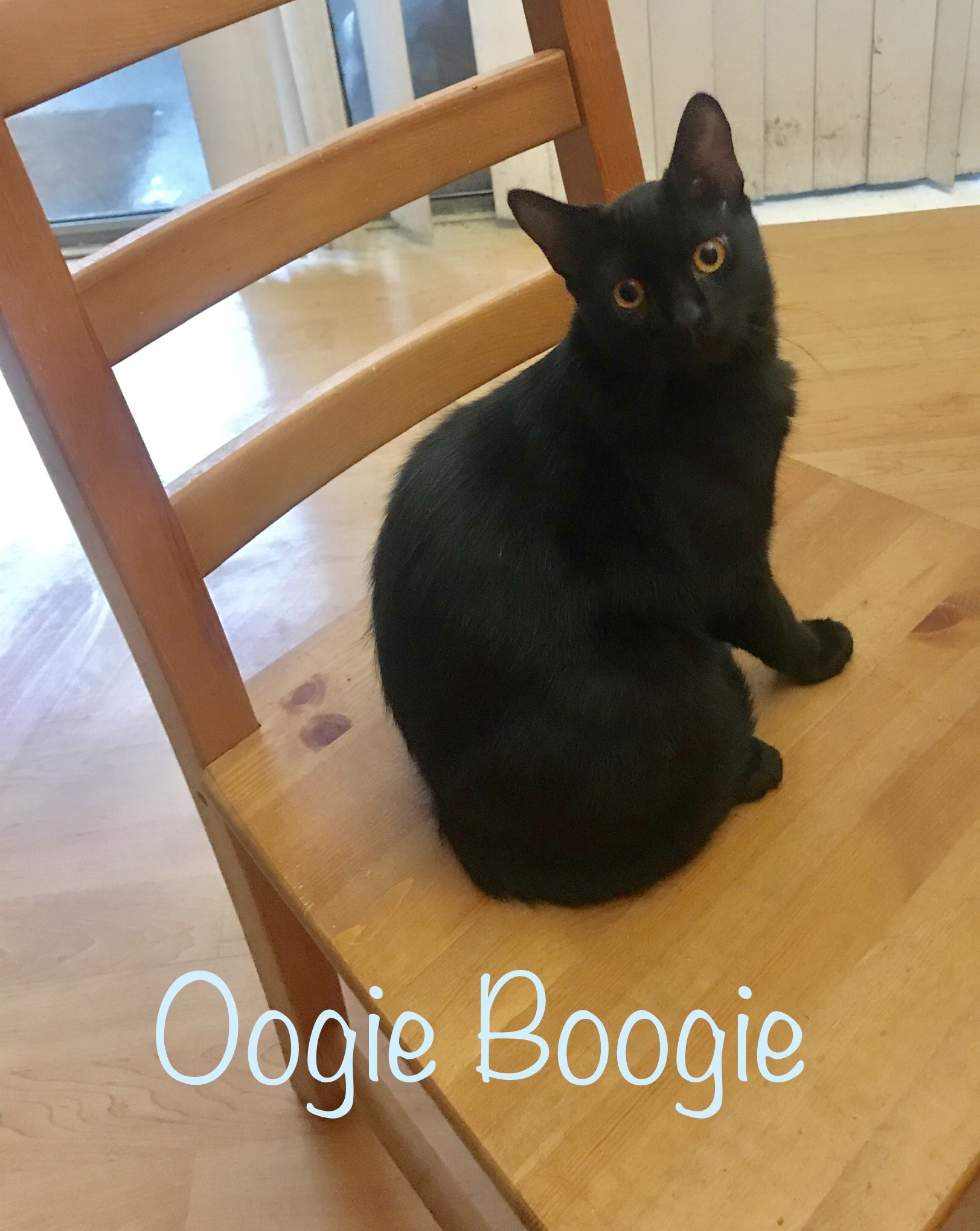 Oogie Boogie, a Adoptable Domestic Short Hair in Tustin, CA image 1/3