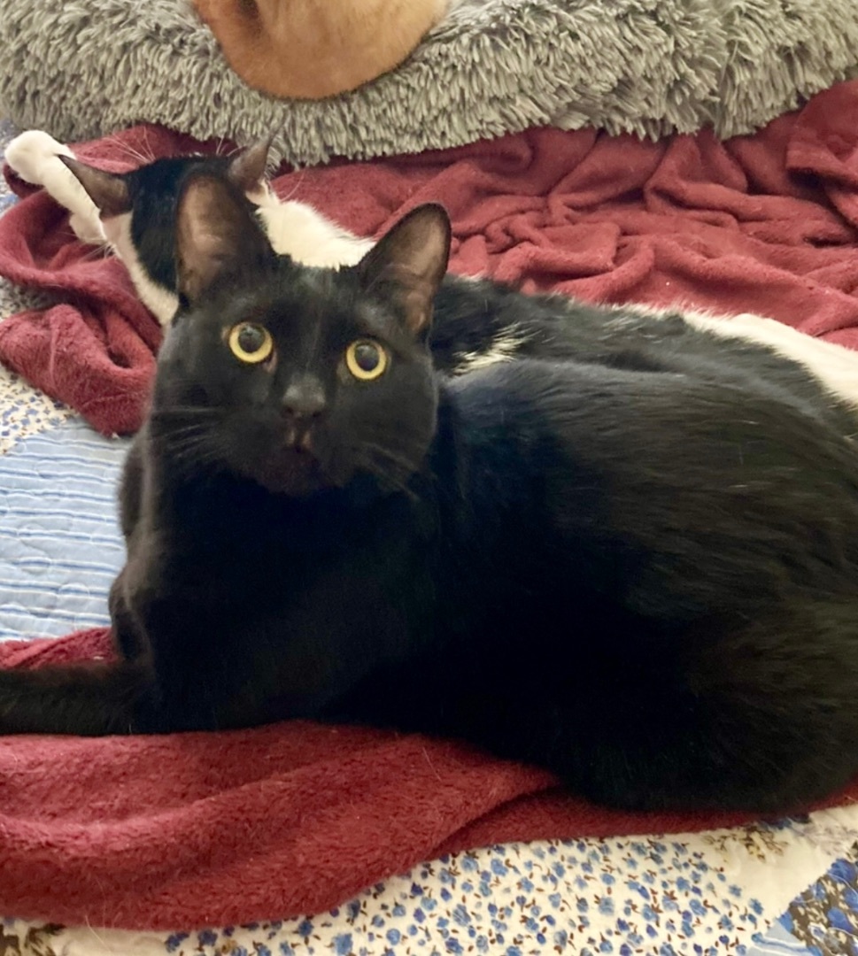 Oogie Boogie, a Adoptable Domestic Short Hair in Tustin, CA image 2/3