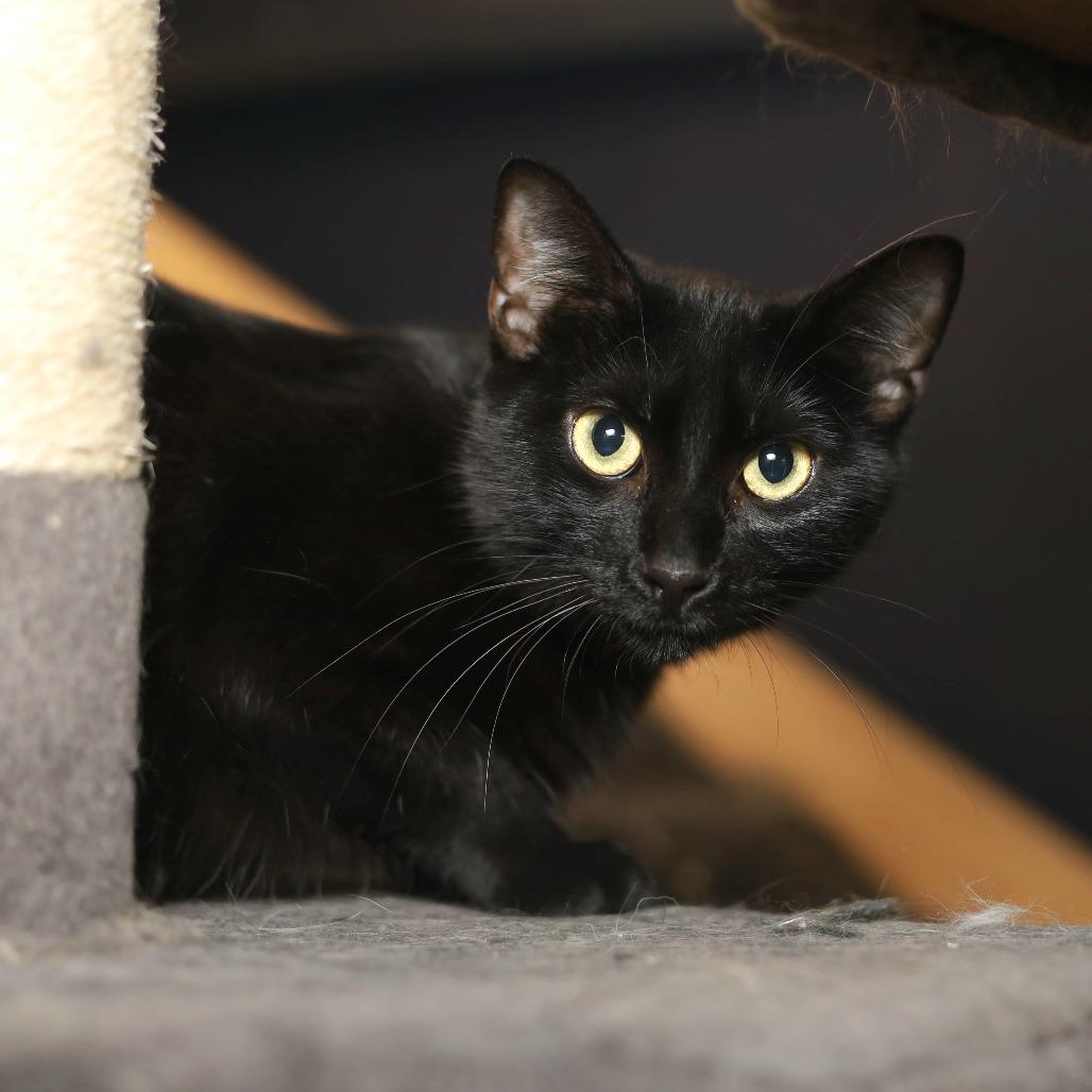 Enlarge Poppy, a Adoptable Domestic Short Hair in Evansville, IN image 1/2