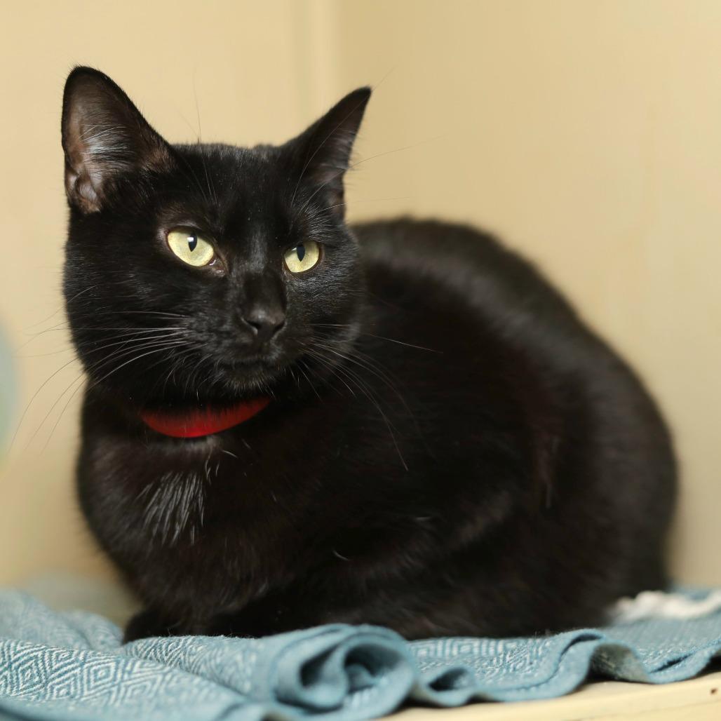 Enlarge Poppy, a Adoptable Domestic Short Hair in Evansville, IN image 2/2