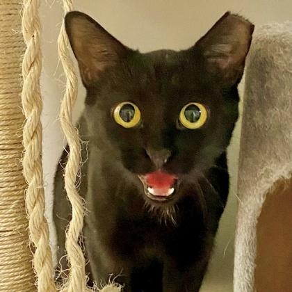 Enlarge Taylor, a ADOPTABLE Domestic Short Hair in Toronto, ON image 3/6