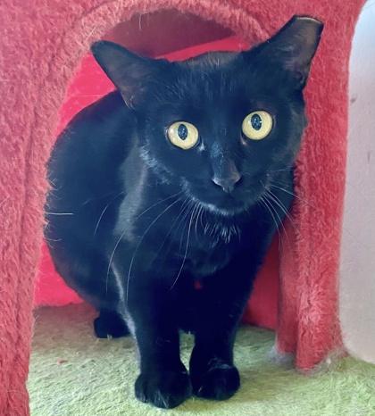 Enlarge Taylor, a ADOPTABLE Domestic Short Hair in Toronto, ON image 2/6