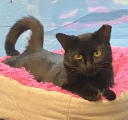 Taylor, ADOPTABLE, Young Female Domestic Short Hair.