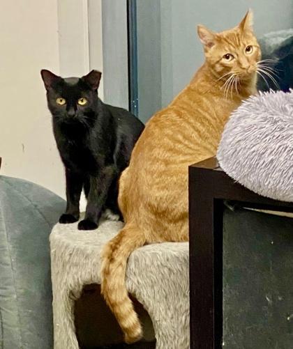 Enlarge Taylor, a ADOPTABLE Domestic Short Hair in Toronto, ON image 5/6