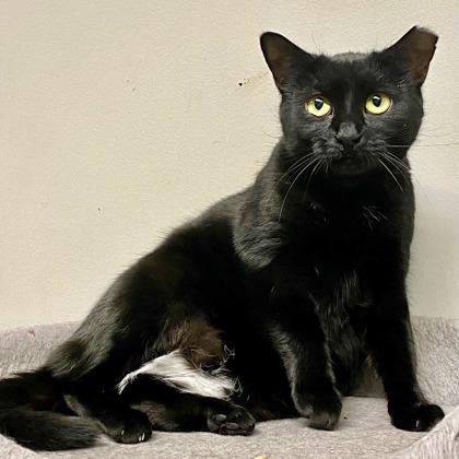 Enlarge Taylor, a ADOPTABLE Domestic Short Hair in Toronto, ON image 4/6