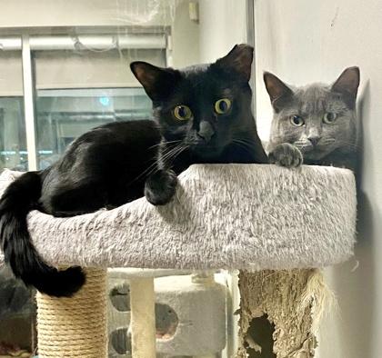 Enlarge Taylor, a ADOPTABLE Domestic Short Hair in Toronto, ON image 6/6