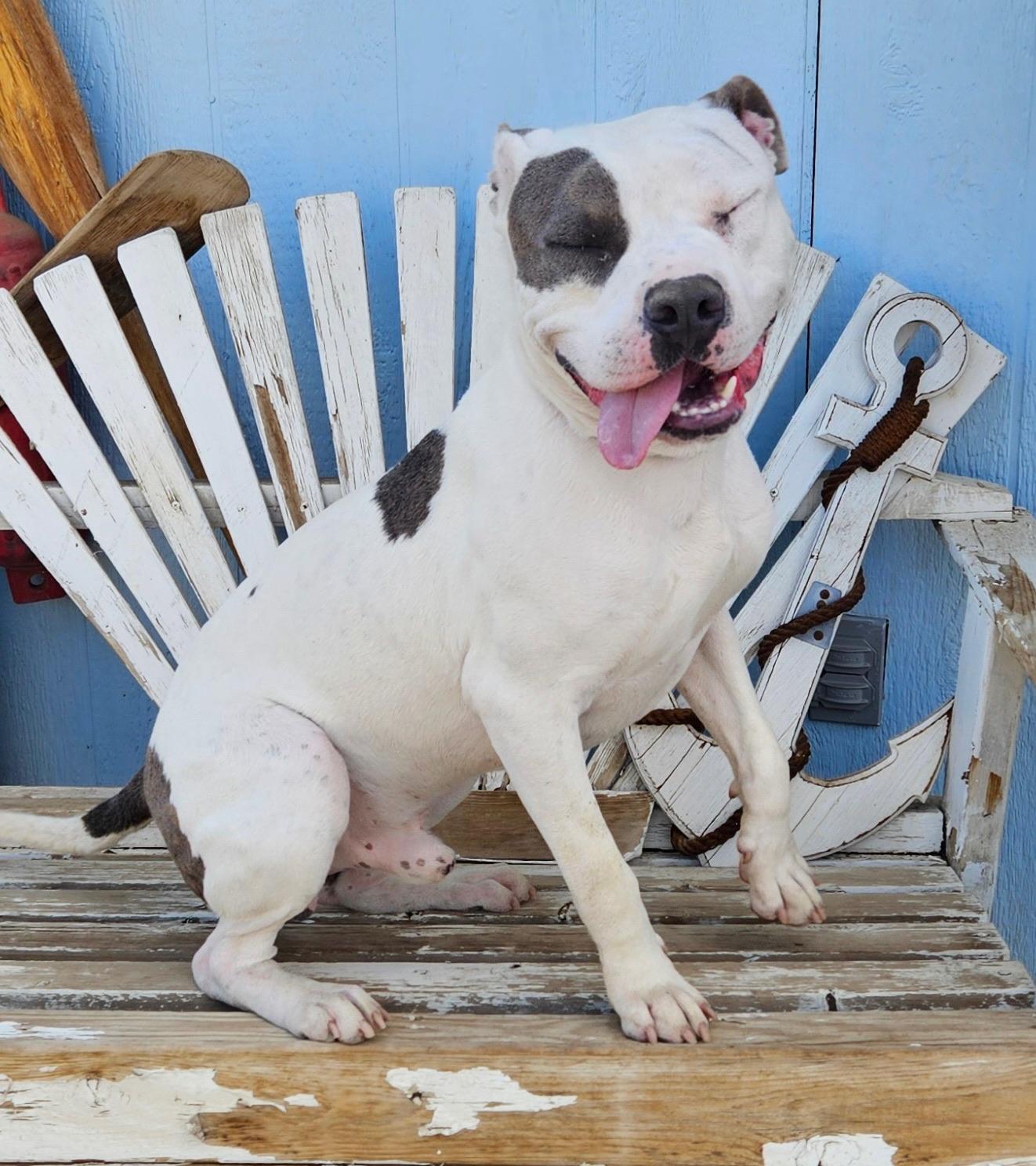 Enlarge Timmy, a Adoptable Staffordshire Bull Terrier in Los Angeles , CA image 4/6