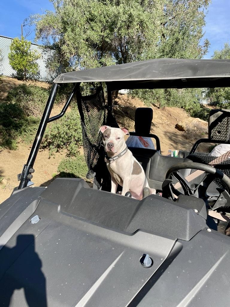 Enlarge Timmy, a Adoptable Staffordshire Bull Terrier in Los Angeles , CA image 1/6