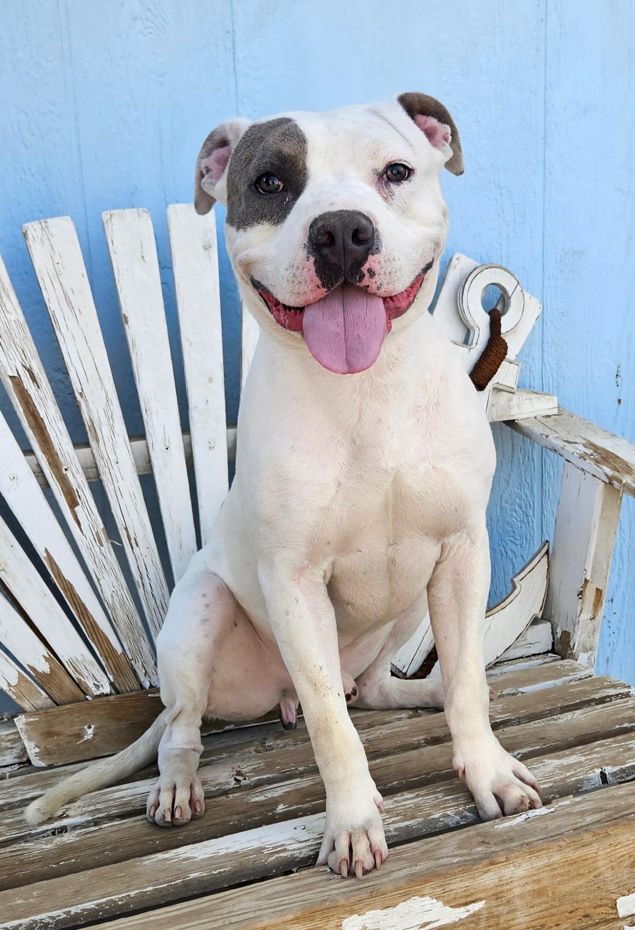 Enlarge Timmy, a Adoptable Staffordshire Bull Terrier in Los Angeles , CA image 5/6