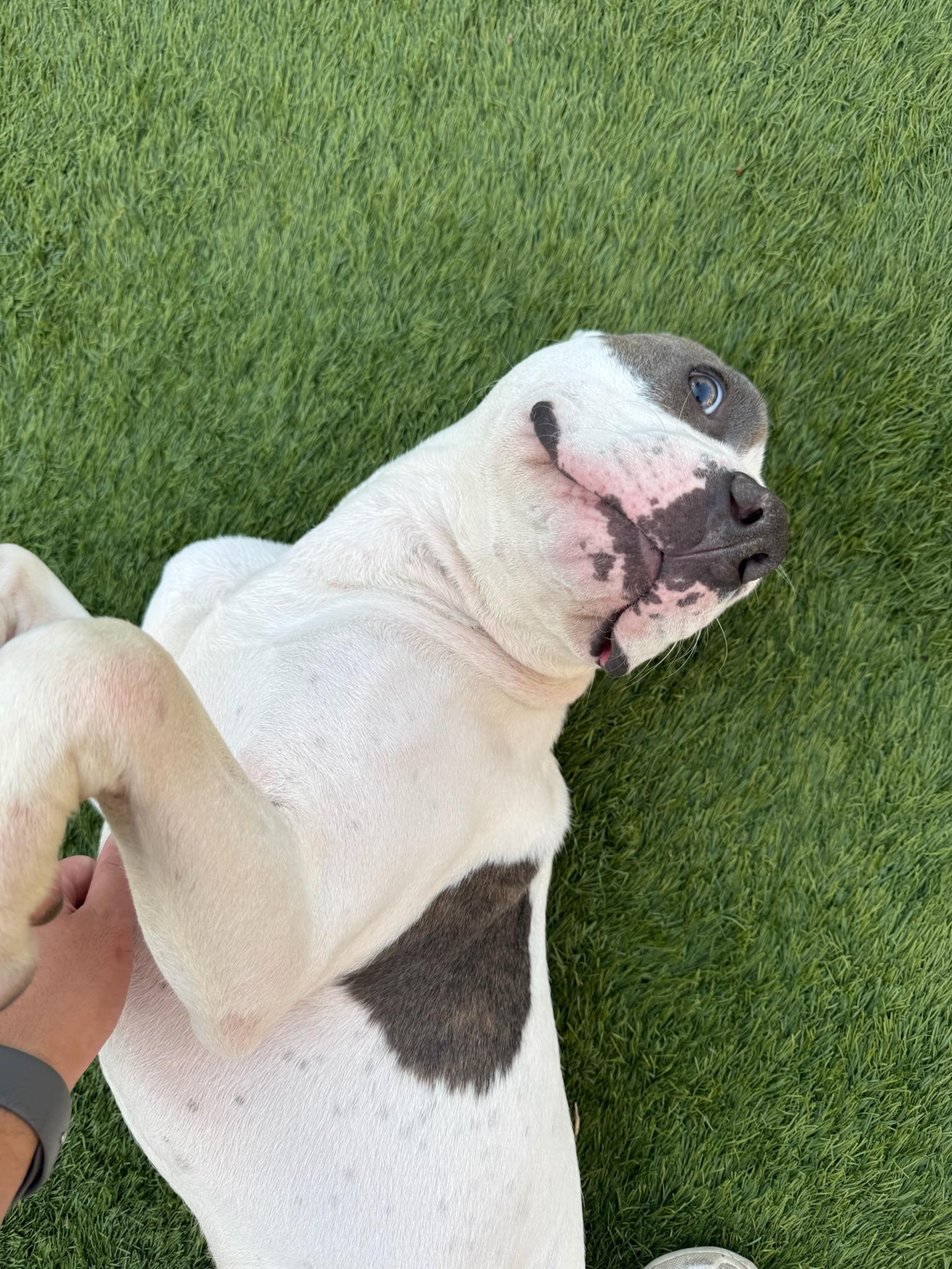 Enlarge Timmy, a Adoptable Staffordshire Bull Terrier in Los Angeles , CA image 3/6