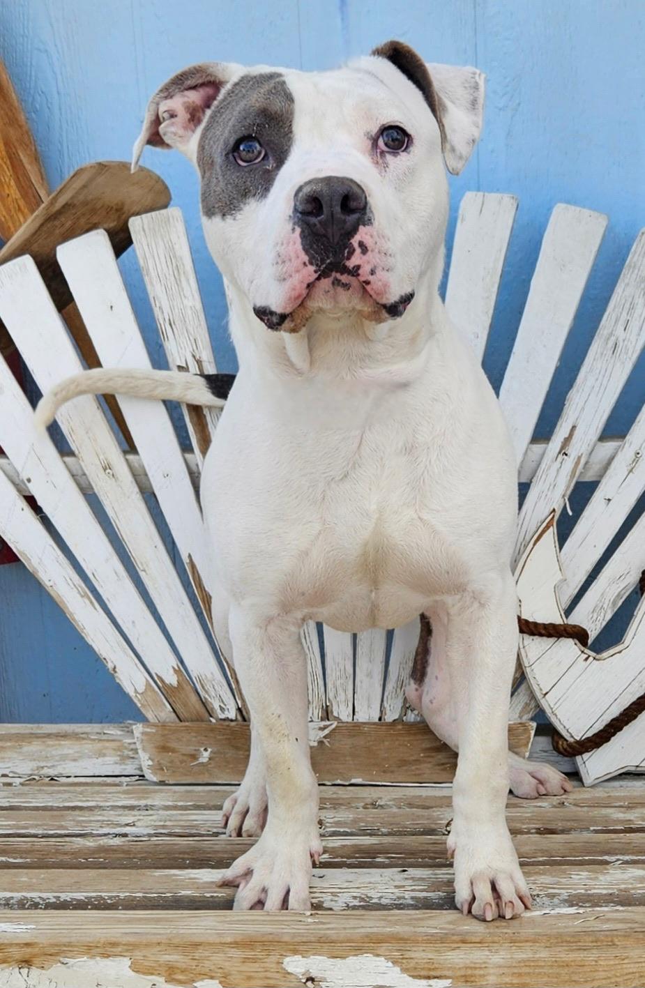 Timmy, Adoptable, Young Male Staffordshire Bull Terrier.