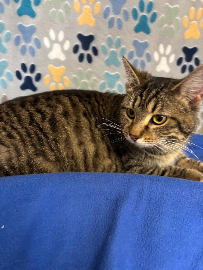 Mamacita, a Adoptable mixed breed in Wabash, IN image 1/2