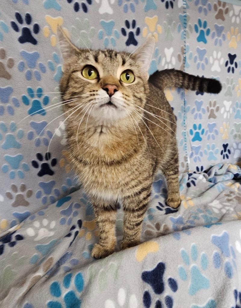 Mamacita, a Adoptable mixed breed in Wabash, IN image 2/2