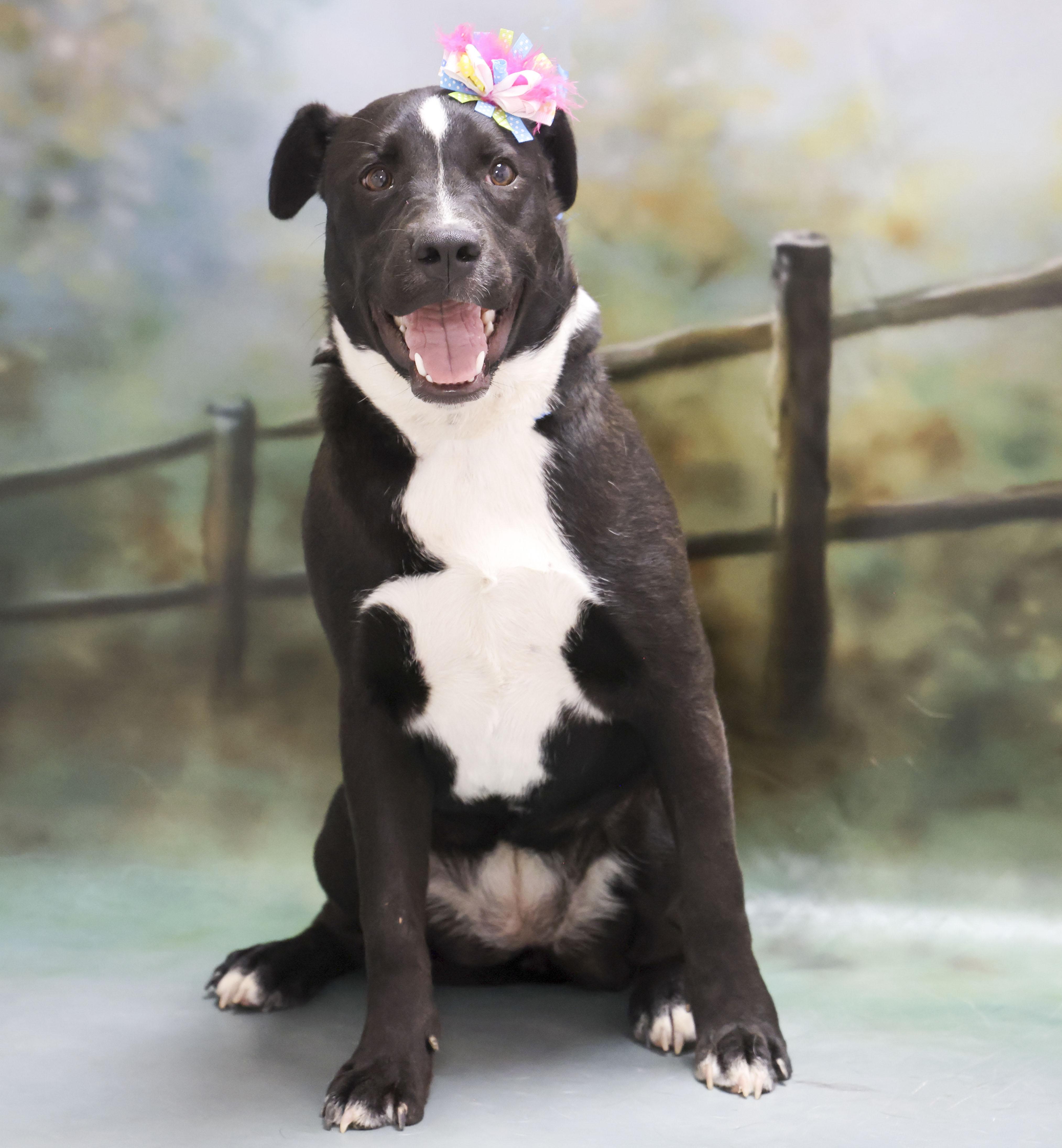 Chippers thumbnail 2