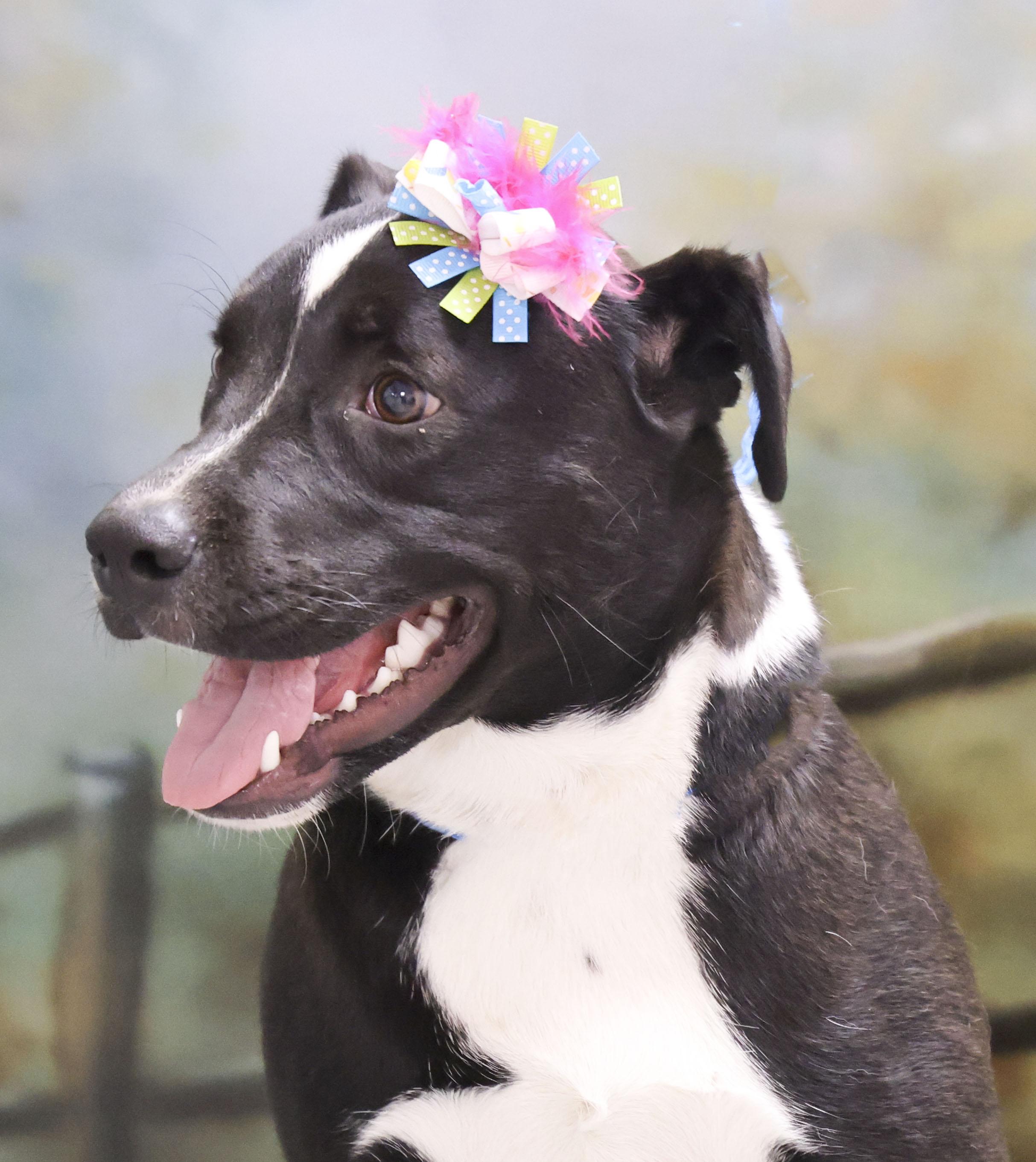 Chippers thumbnail 3