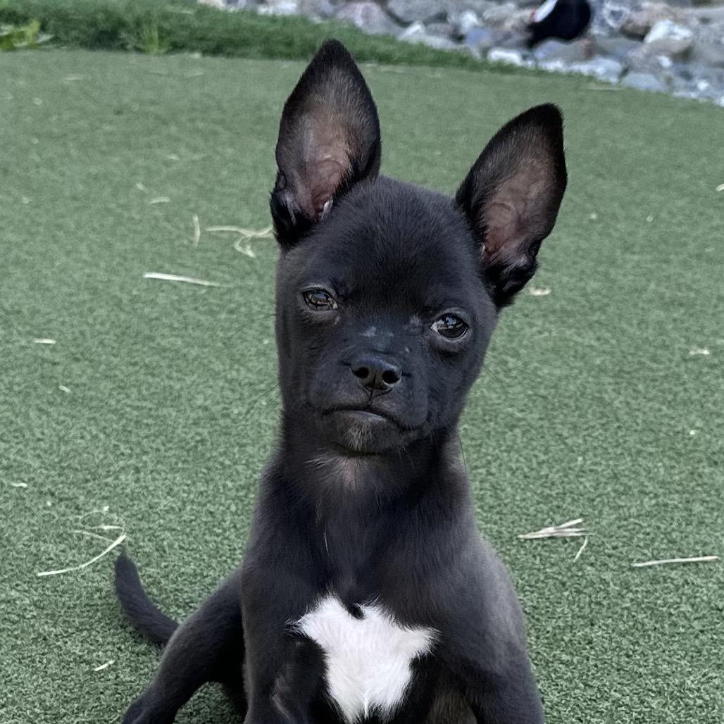 Murphy, Adoptable, Puppy Male Pug & Mixed Breed.