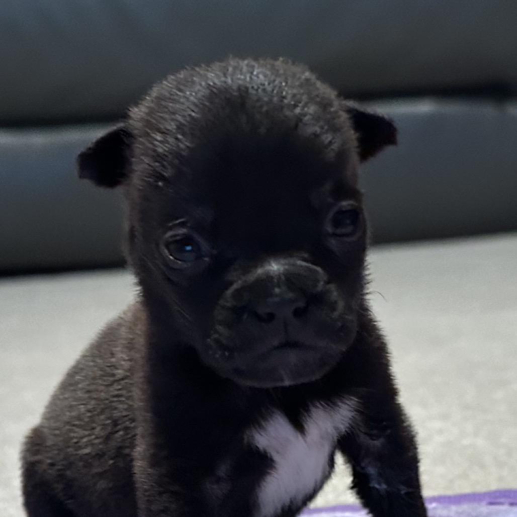 Enlarge Murphy, a Adoptable mixed breed in Sacramento, CA image 2/5