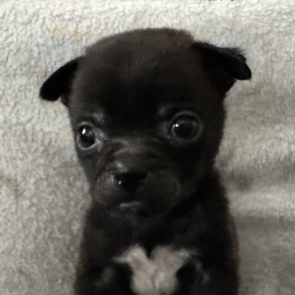 Enlarge Murphy, a Adoptable mixed breed in Sacramento, CA image 3/5