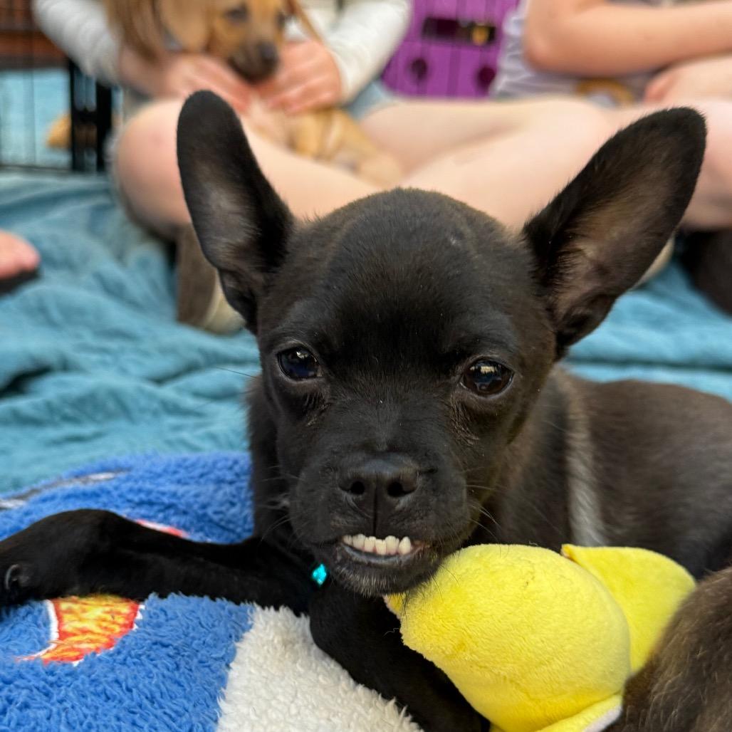 Enlarge Murphy, a Adoptable mixed breed in Sacramento, CA image 4/6