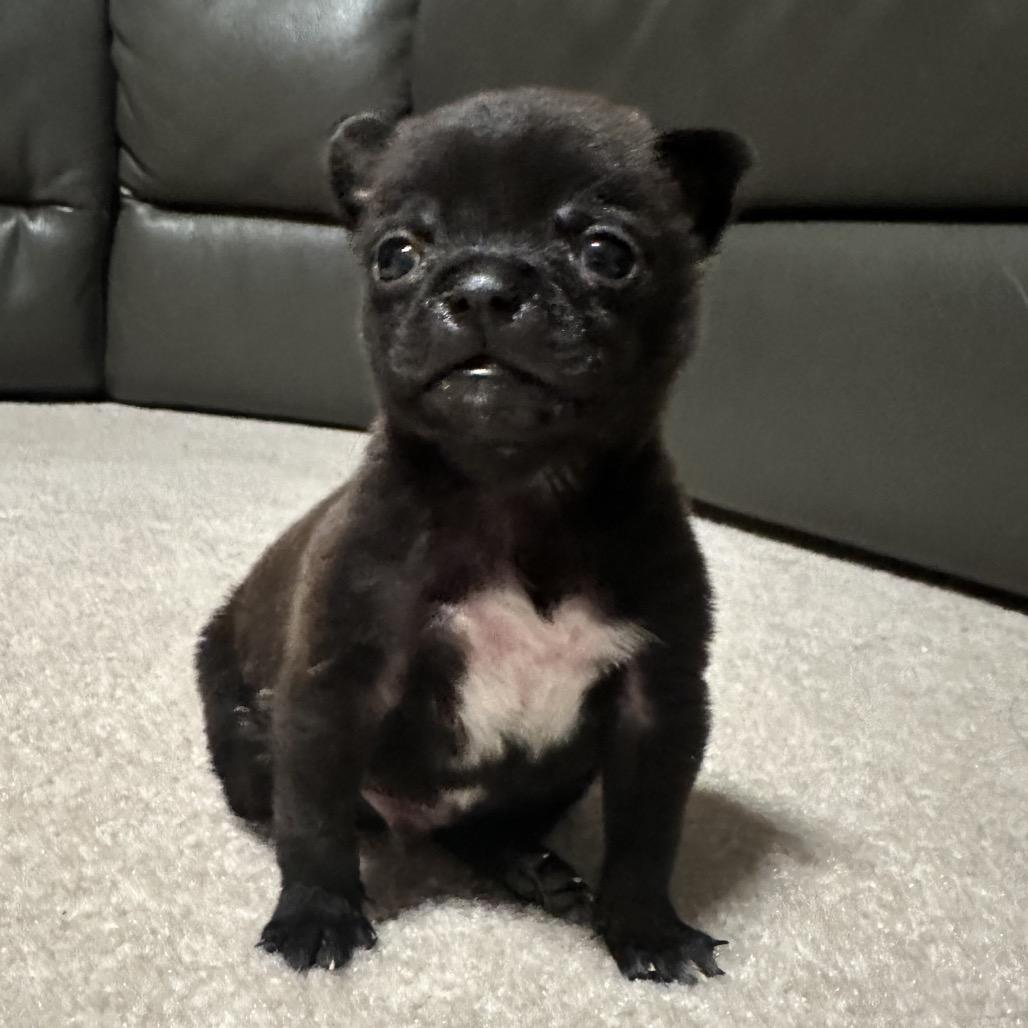 Enlarge Murphy, a Adoptable mixed breed in Sacramento, CA image 4/5