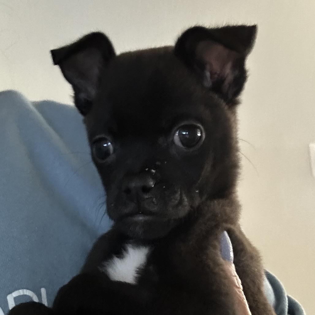 Enlarge Murphy, a Adoptable mixed breed in Sacramento, CA image 5/5