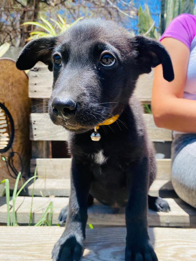 Lucas, Adoptable, Young Male Labrador Retriever & Mixed Breed.