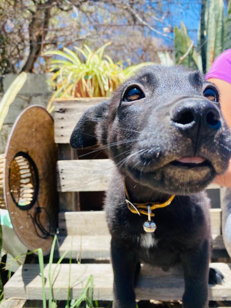 Enlarge Lucas, a Adoptable mixed breed in Ajijic Centro, JAL image 2/6