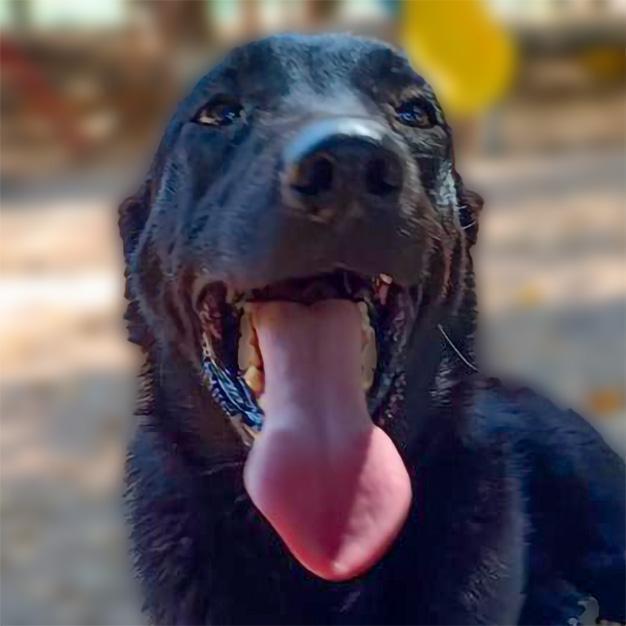 Enlarge Lucas, a Adoptable mixed breed in Ajijic Centro, JAL image 4/6