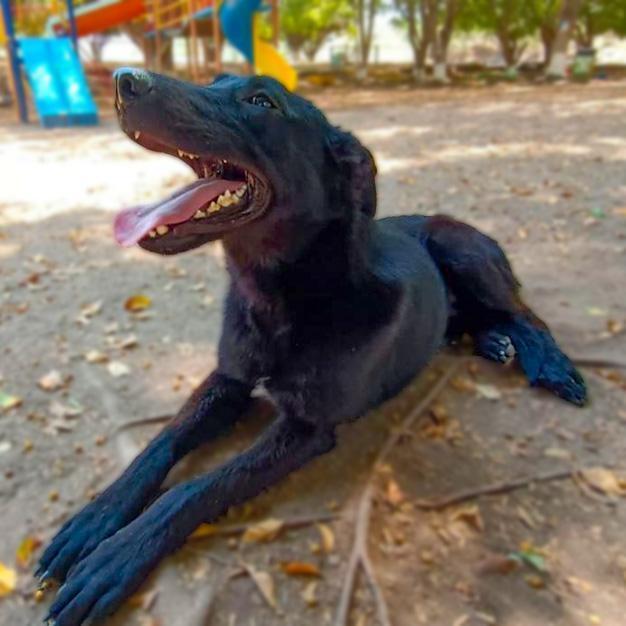 Enlarge Lucas, a Adoptable mixed breed in Ajijic Centro, JAL image 5/6