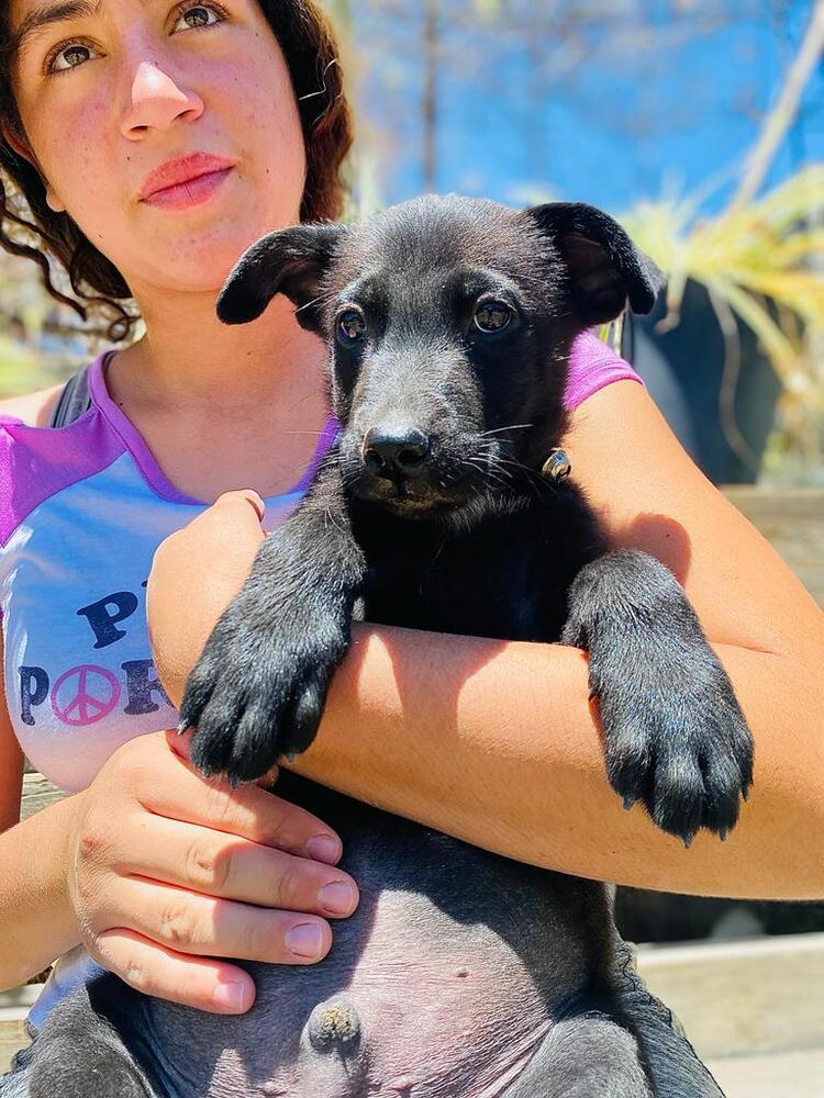 Enlarge Lucas, a Adoptable mixed breed in Ajijic Centro, JAL image 6/6