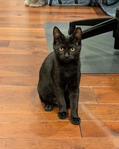 Doppler, Adoptable, Young Male Domestic Short Hair.