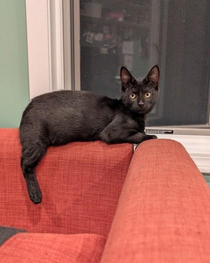 Enlarge Doppler, a Adoptable Domestic Short Hair in Belleville, MI image 2/3