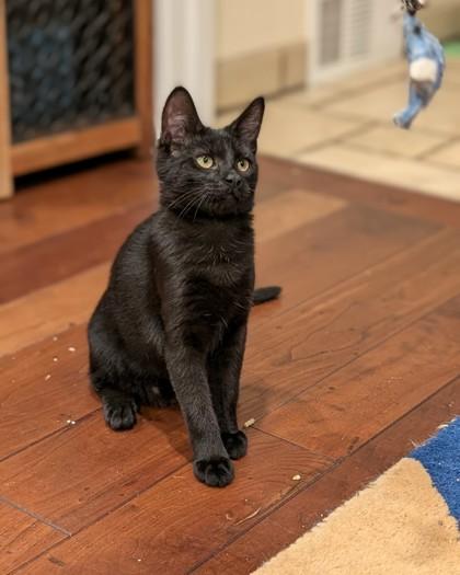 Enlarge Doppler, a Adoptable Domestic Short Hair in Belleville, MI image 3/3