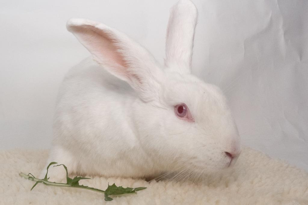 Strawberry Fields, Adoptable, Adult Female New Zealand.