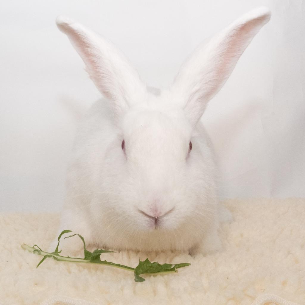 Enlarge Strawberry Fields, a Adoptable New Zealand in San Francisco, CA image 3/6