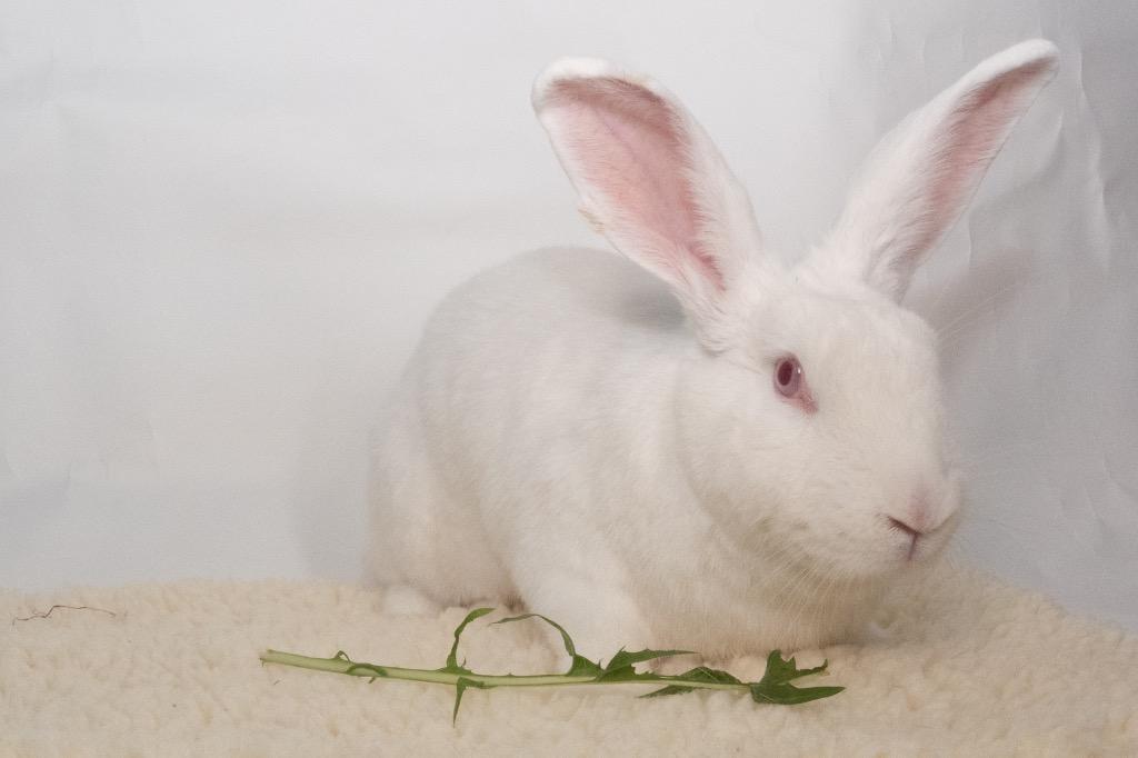 Enlarge Strawberry Fields, a Adoptable New Zealand in San Francisco, CA image 4/6