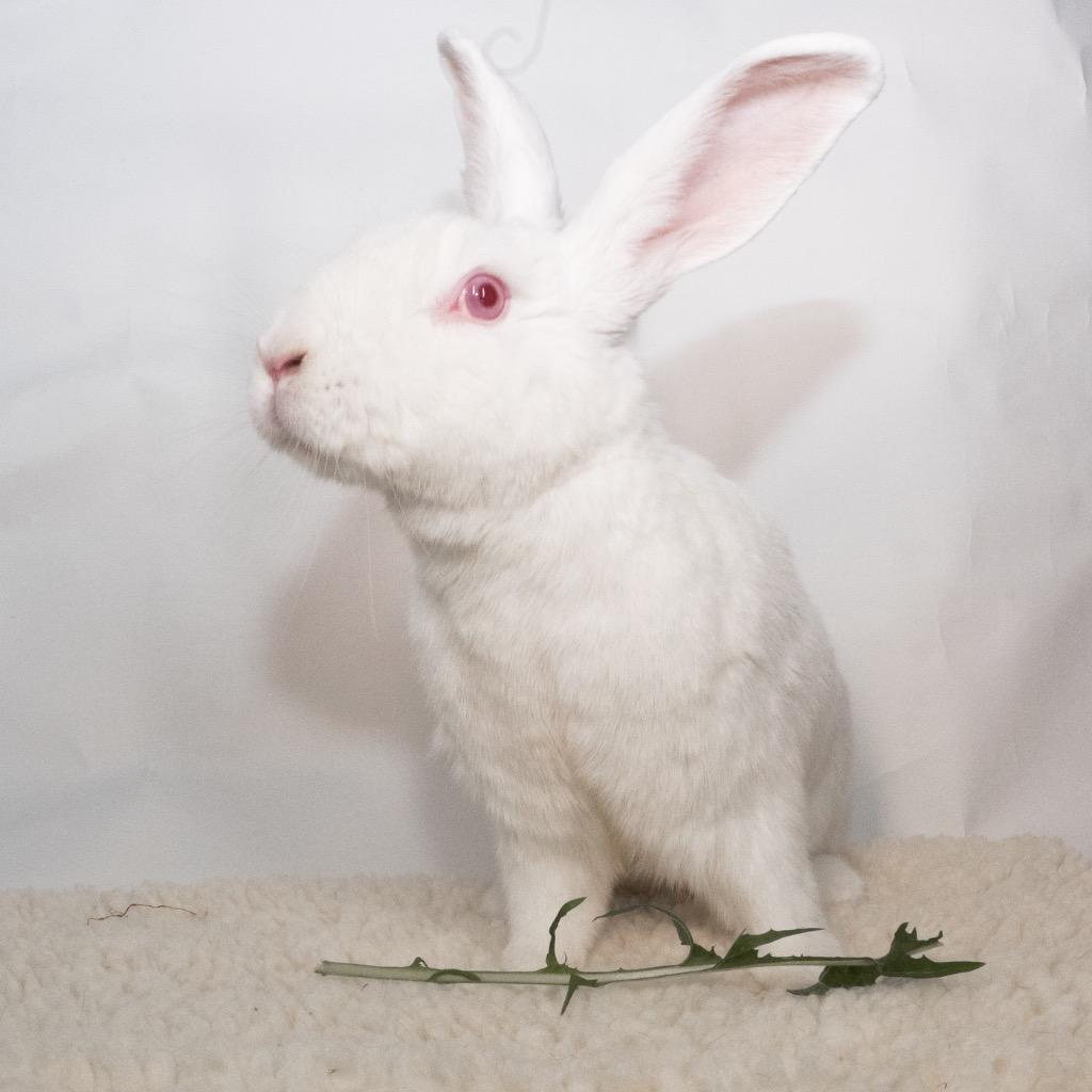Enlarge Strawberry Fields, a Adoptable New Zealand in San Francisco, CA image 5/6