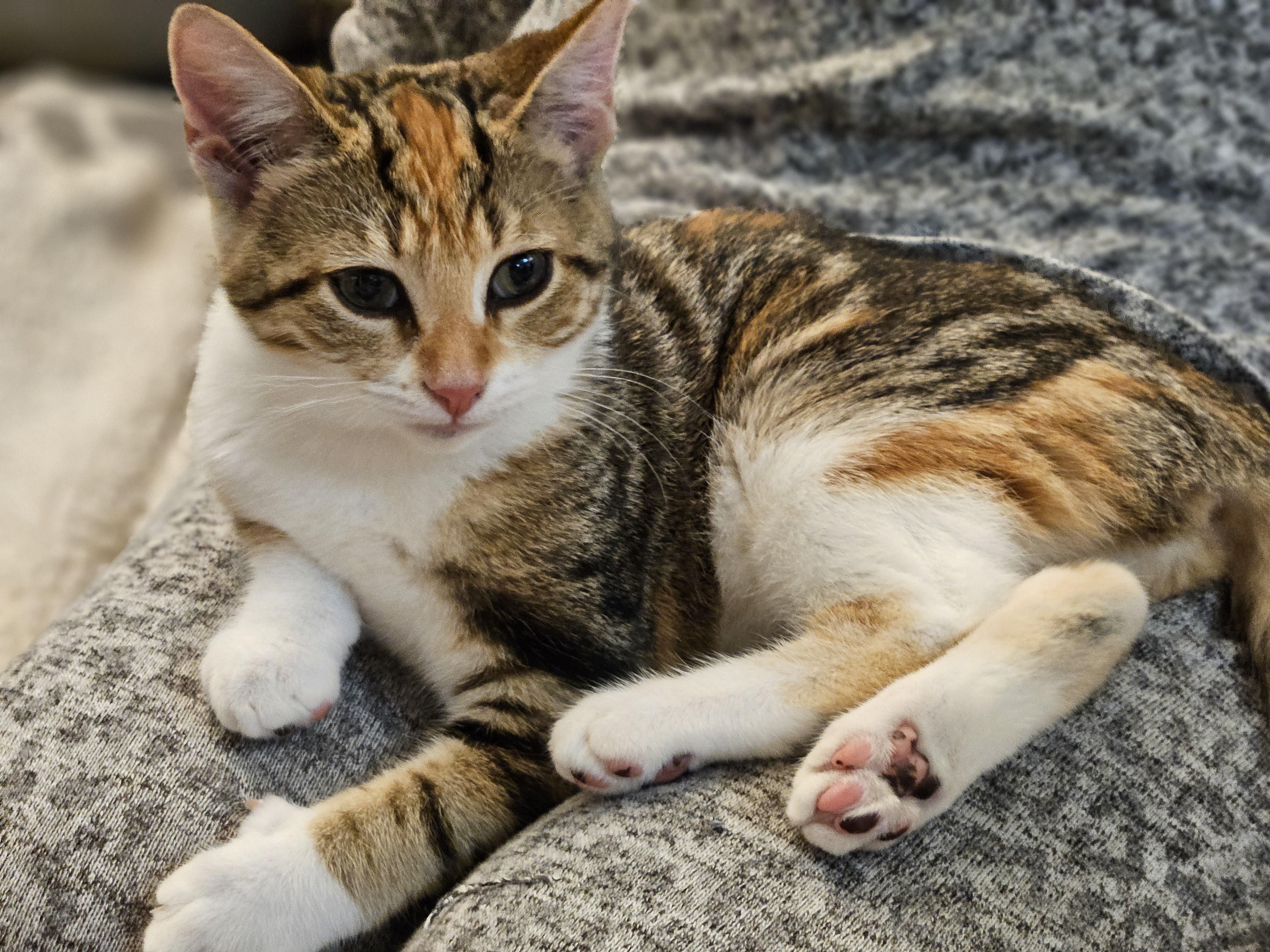 Enlarge Cali, a Adopted Domestic Short Hair in Bloomingdale, IL image 1/5