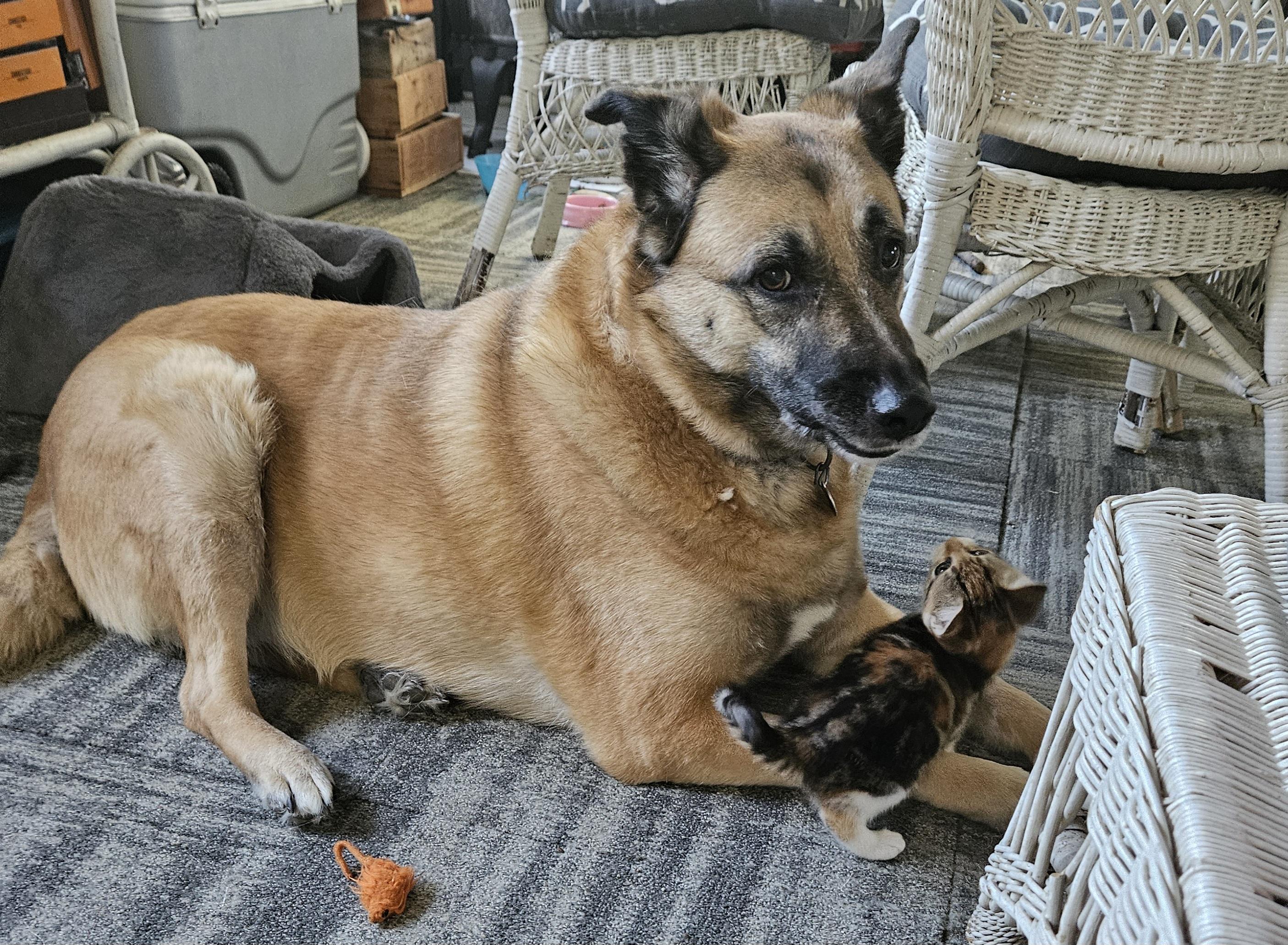Enlarge Cali, a Adopted Domestic Short Hair in Bloomingdale, IL image 4/5