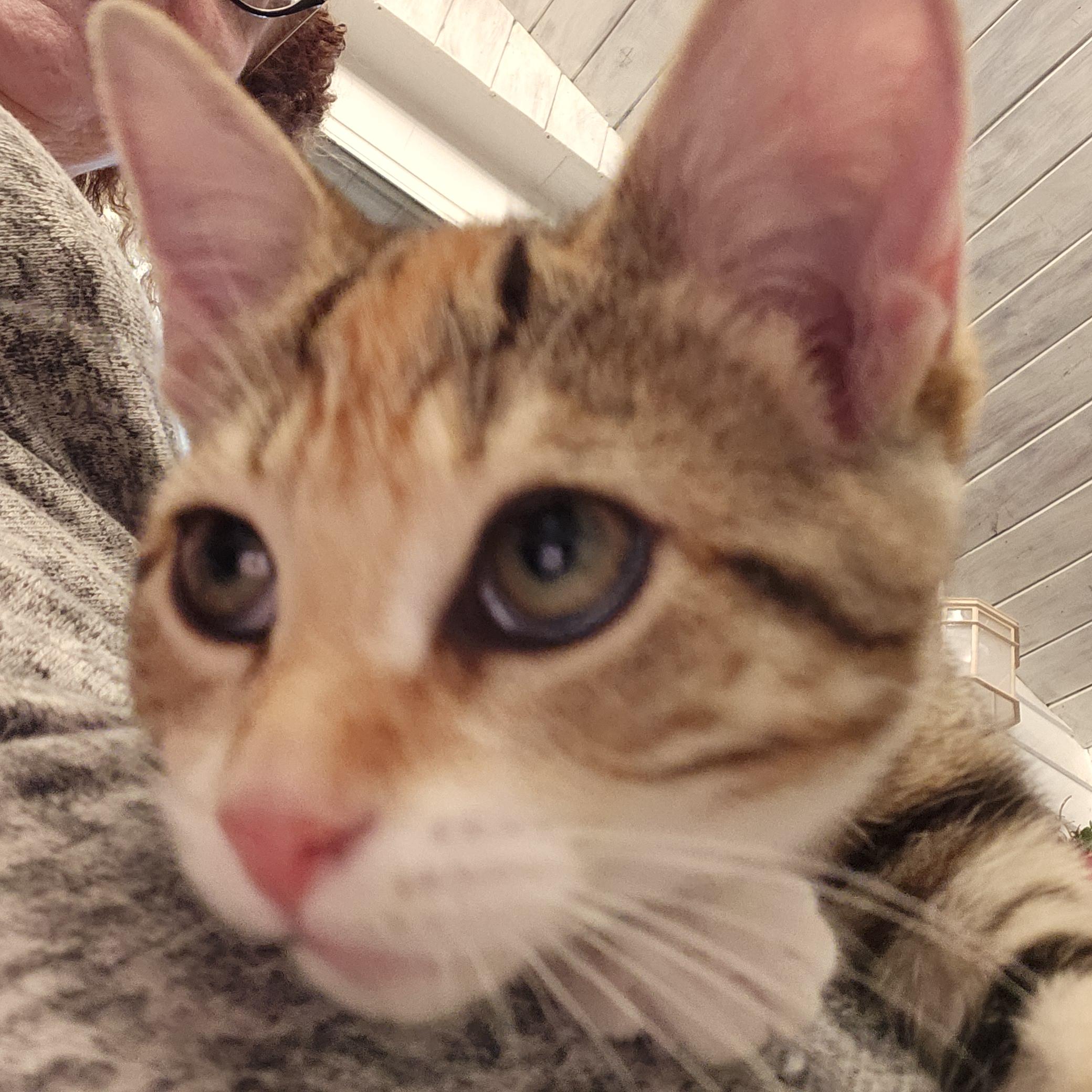 Enlarge Cali, a Adopted Domestic Short Hair in Bloomingdale, IL image 3/5