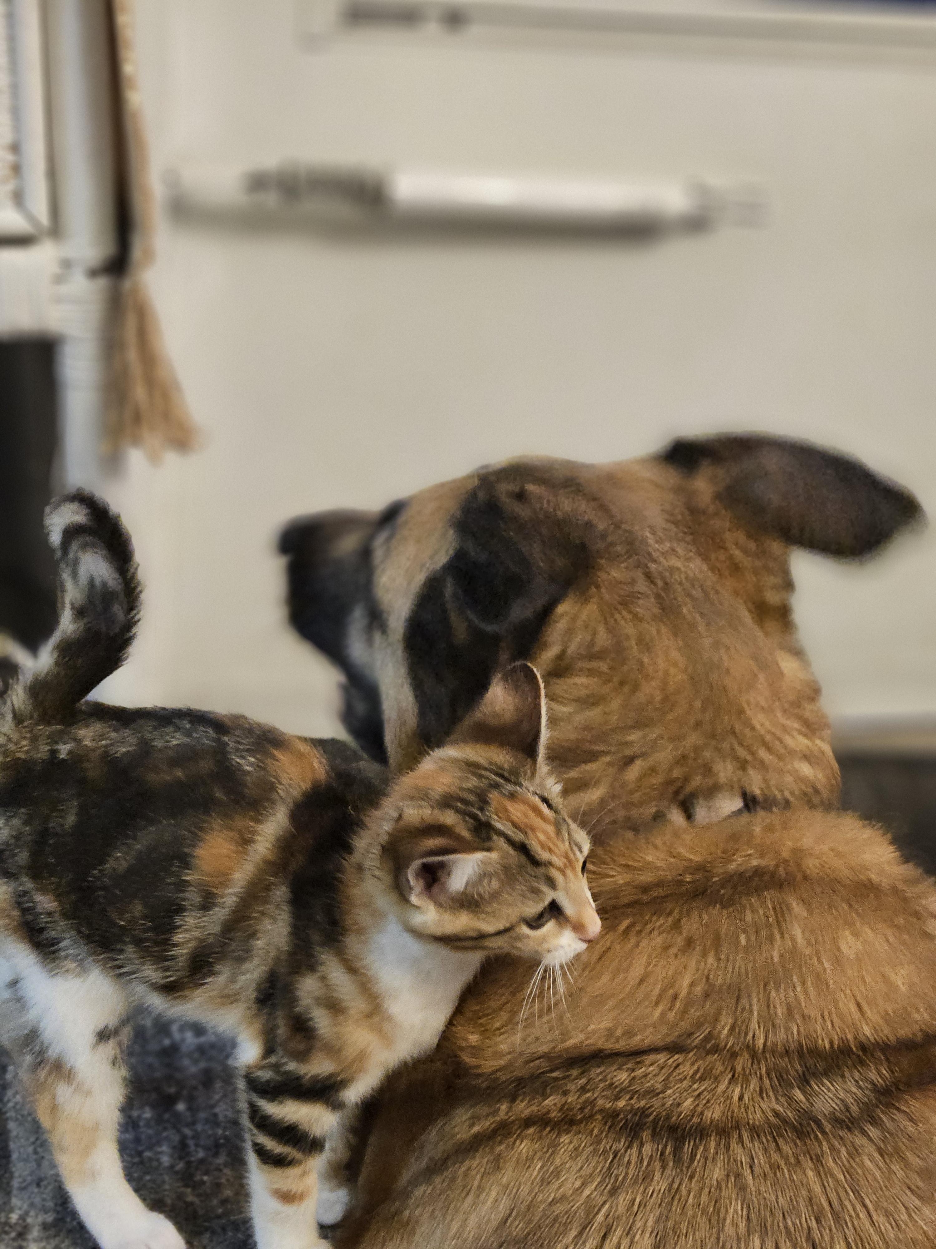 Enlarge Cali, a Adopted Domestic Short Hair in Bloomingdale, IL image 5/5