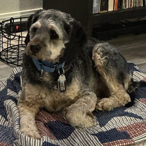 Remington C  26043  "Remi", Adoptable, Puppy Male Cockapoo.