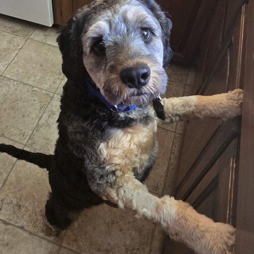 Enlarge Remington C  26043  "Remi", a Adoptable Cockapoo in Parker, CO image 2/5