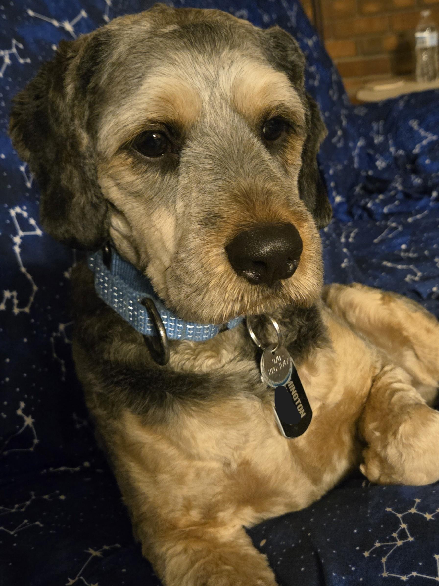 Enlarge Remington C  26043  "Remi", a Adoptable Cockapoo in Parker, CO image 3/5