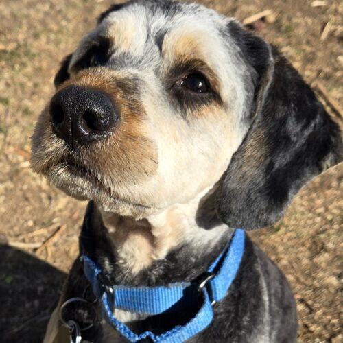 Enlarge Remington C  26043  "Remi", a Adoptable Cockapoo in Parker, CO image 4/5