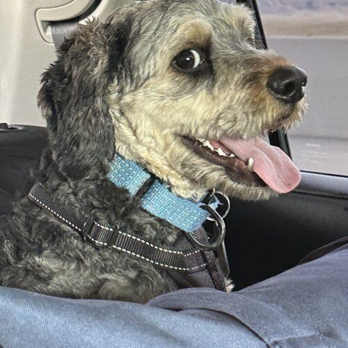 Enlarge Remington C  26043  "Remi", a Adoptable Cockapoo in Parker, CO image 5/5